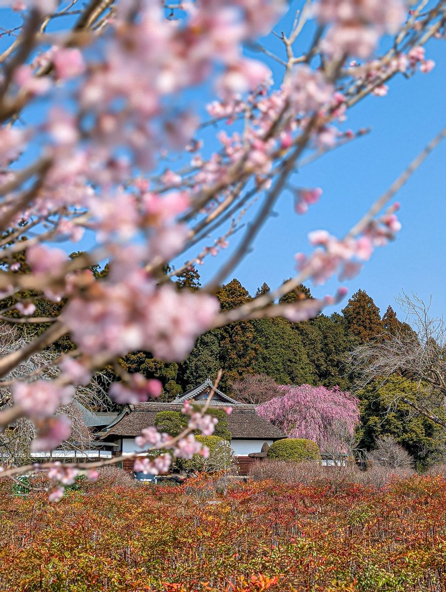 あっさらしい～！ tweet media