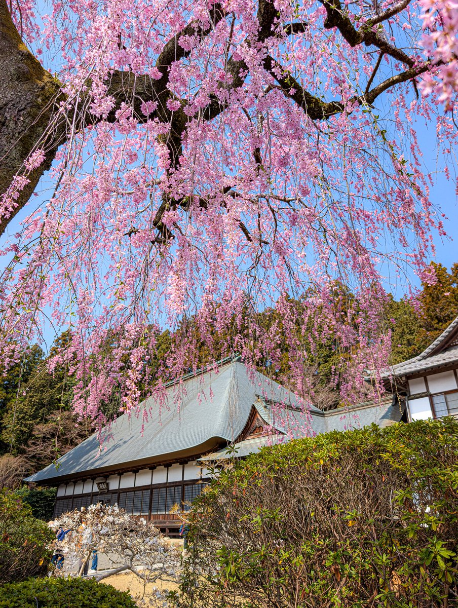 あっさらしい～！ tweet media