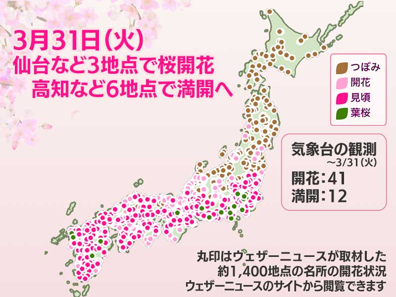 桜開花状況】 今日3月31日(火)は17時までに、新潟、仙台、長野で桜の