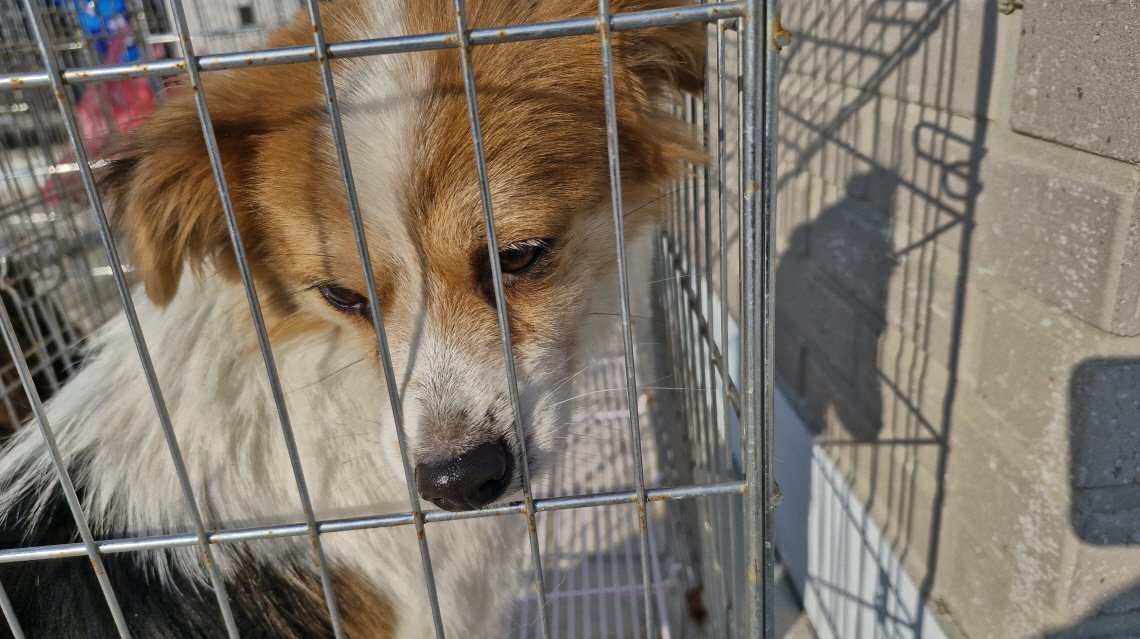 오늘의 강아지 추천 tweet media