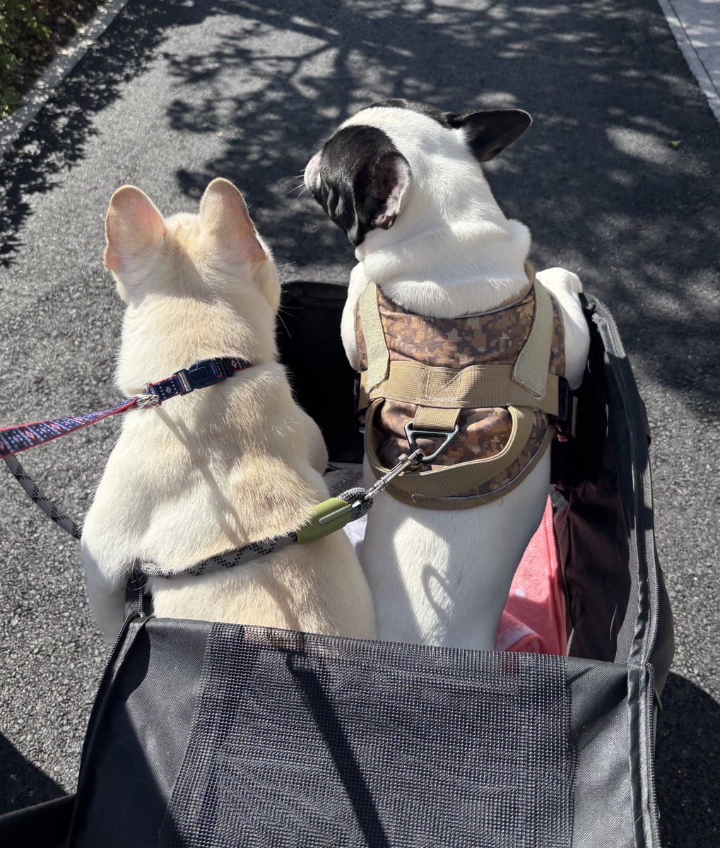 🌻Star☆T 高橋のゆり💛 4/19(日)COMTEC PORTBASE待ってます💜💐 tweet media