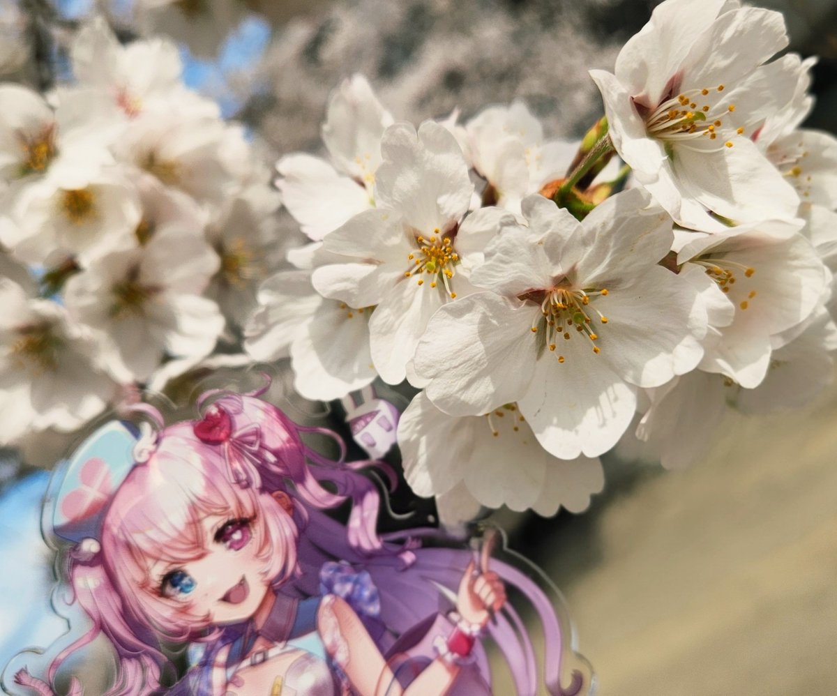 愛婪コリー@Vtuber準備中 tweet media