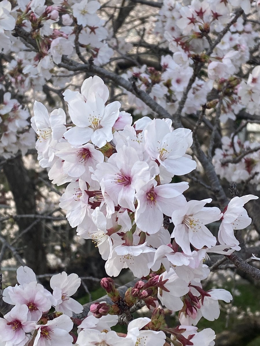 八蜘蛛眼 tweet media