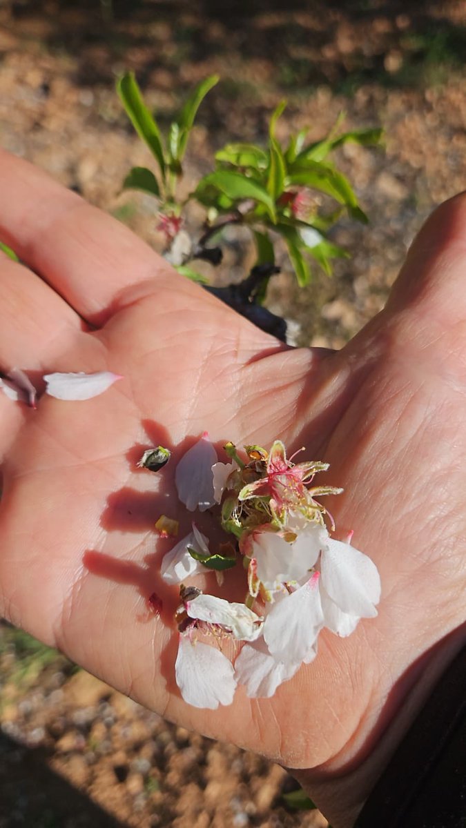 ASAJA Ciudad Real tweet media