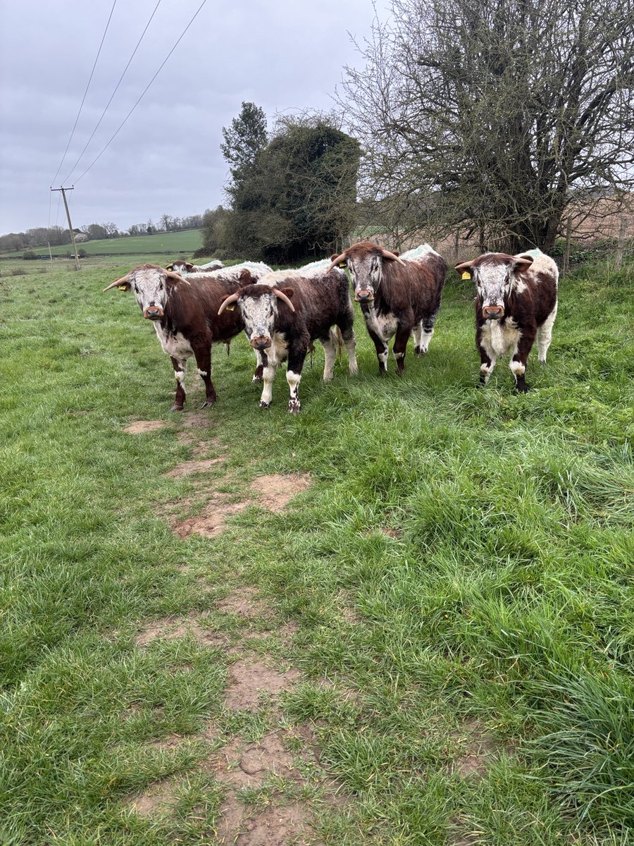 MinstreltheWhippet tweet media