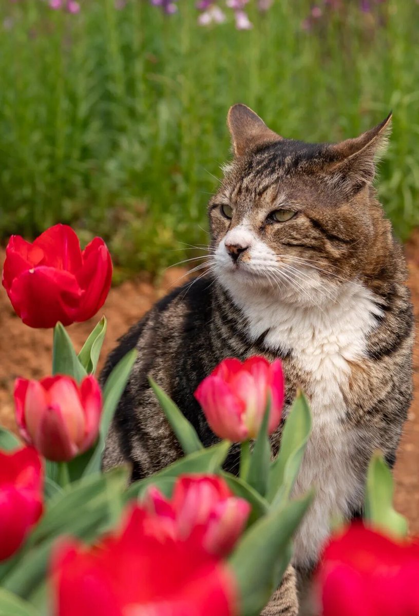 Huazhong Agricultural University tweet media