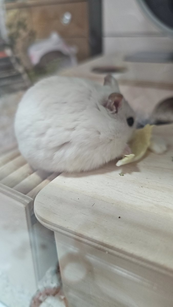 찹쌀떡🐭💓쫀떡🐹💕옹심이🐭🩷 tweet media