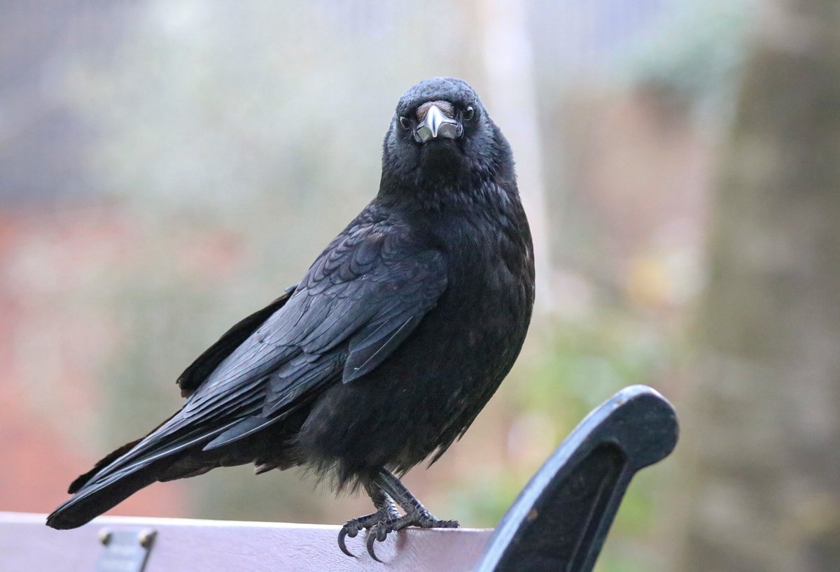 Crow Monthly tweet media