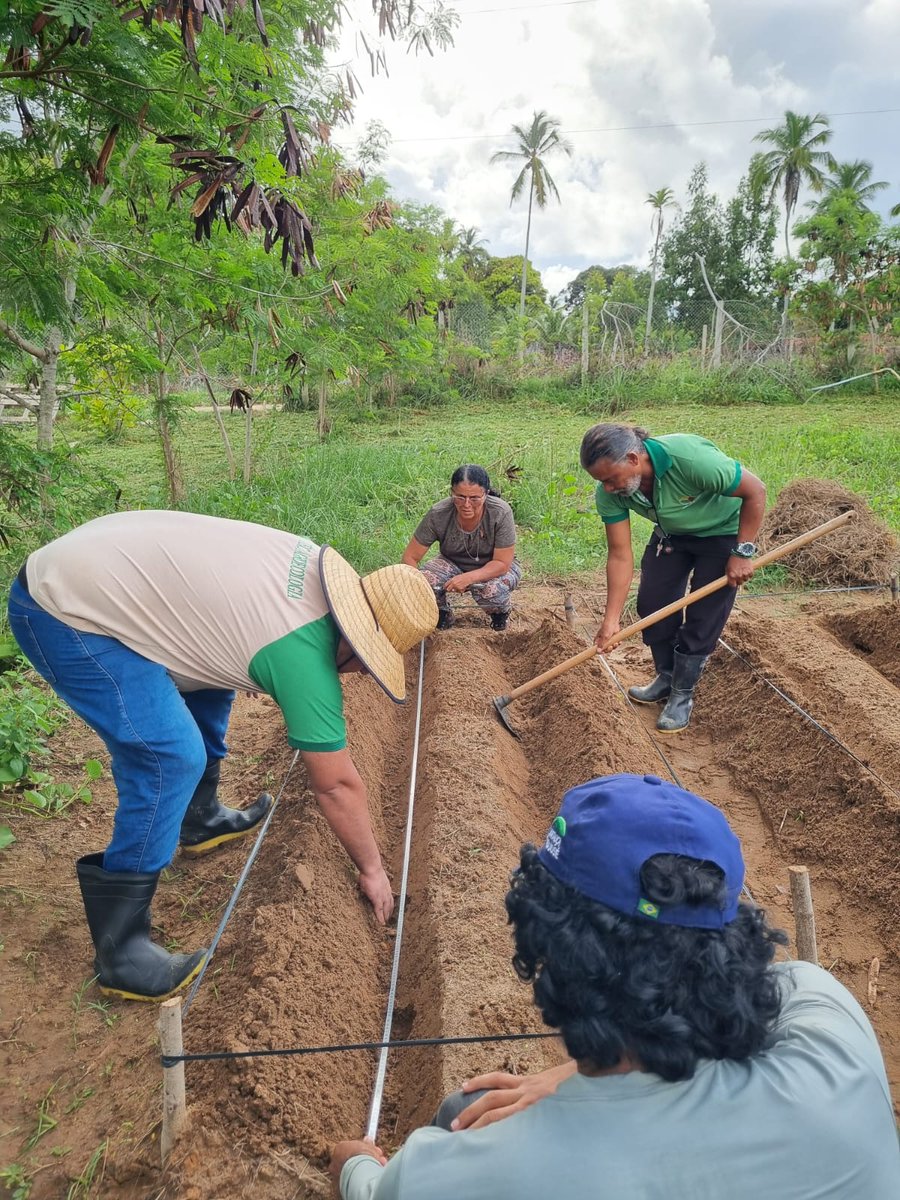 phenoglad1's tweet image. 🌸🏵️ INÉDITO!! Plantio das dálias Ensaio Brasileiro de Dália de Corte (EBDC)  no estado de ALAGOAS 🏵️🌸

👉👉 Ontem a Equipe PhenoGlad de Alagoas realizou o plantio dos tubérculos das dálias do #EBDC!!! Simplesmente disruptivo!
#phenoglad #floresparatodos #BrazilianFlowerNetwork