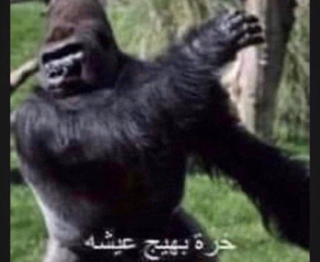 محمد tweet media