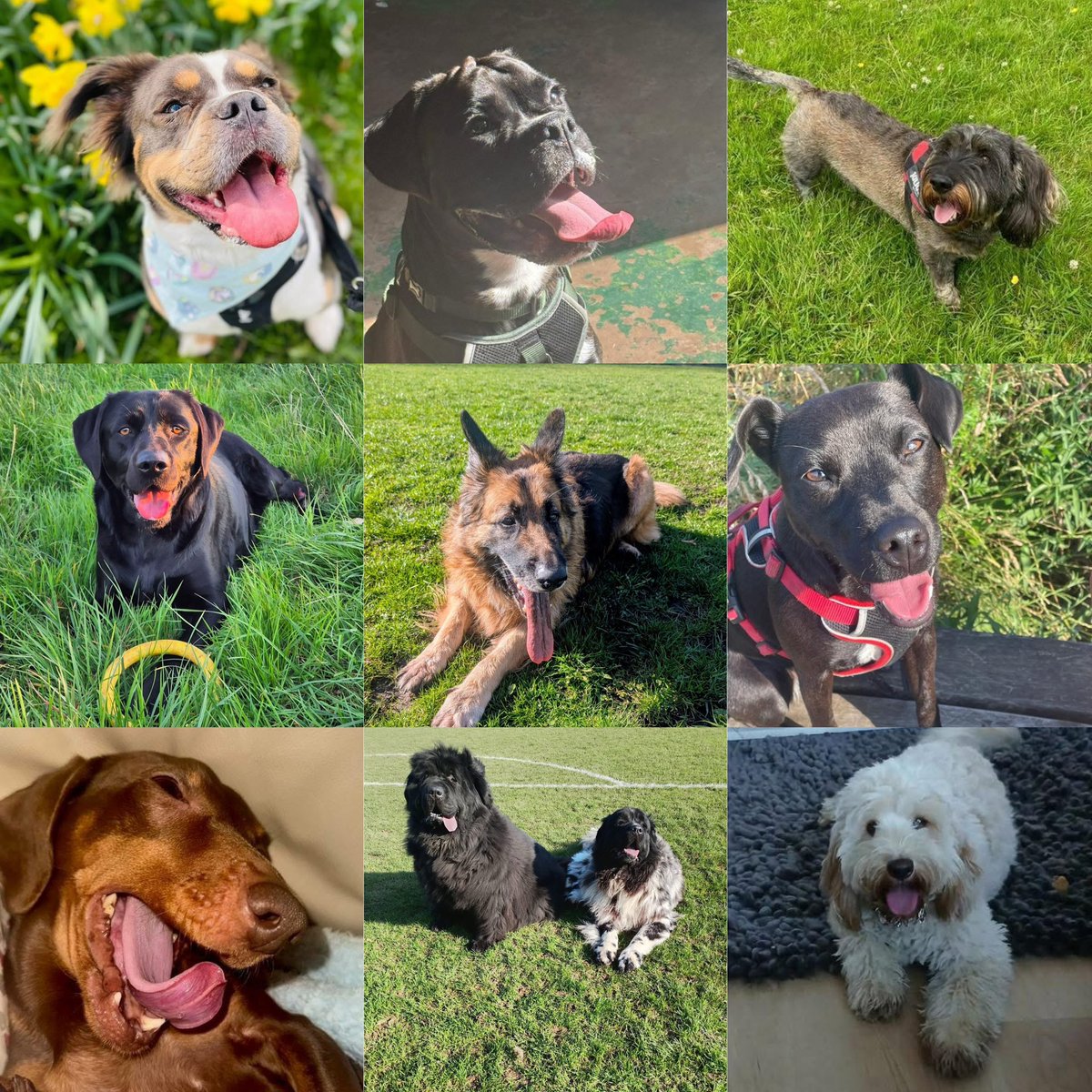 GraemeDogfather's tweet image. Who’s ready for the Easter 🐣 weekend?

#TongueoutTuesday #doglover