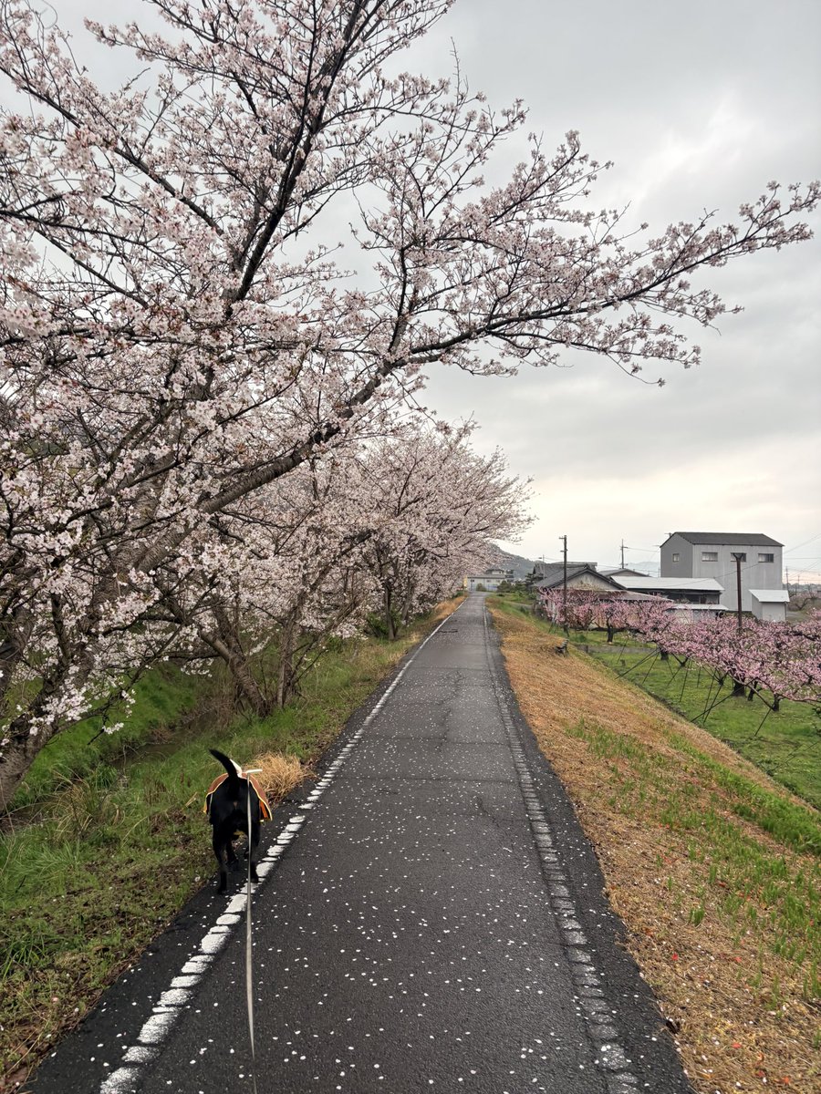 Takyaen's tweet photo. 満開になったばかりなのに。 https://t.co/CnB44Ilnto