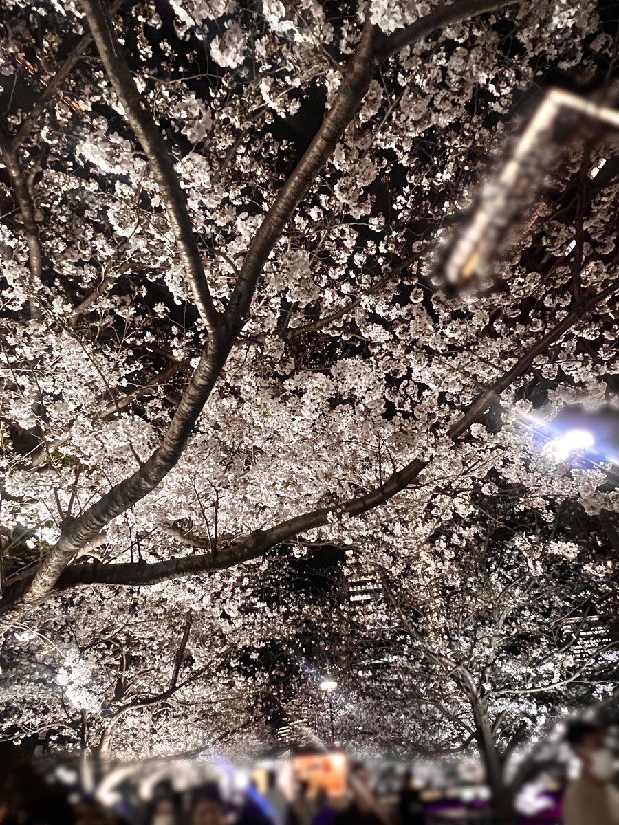 mirei2sub's tweet photo. 4月です🐰🩷
五反田は桜が咲いてるよ🌸
新生活始まる人も変わらない人もがんばろう

#コスプレ #特撮 #グローブ #フェチ #ヒロピン #マスク #全身タイツ https://t.co/8ZIXDC15RM
