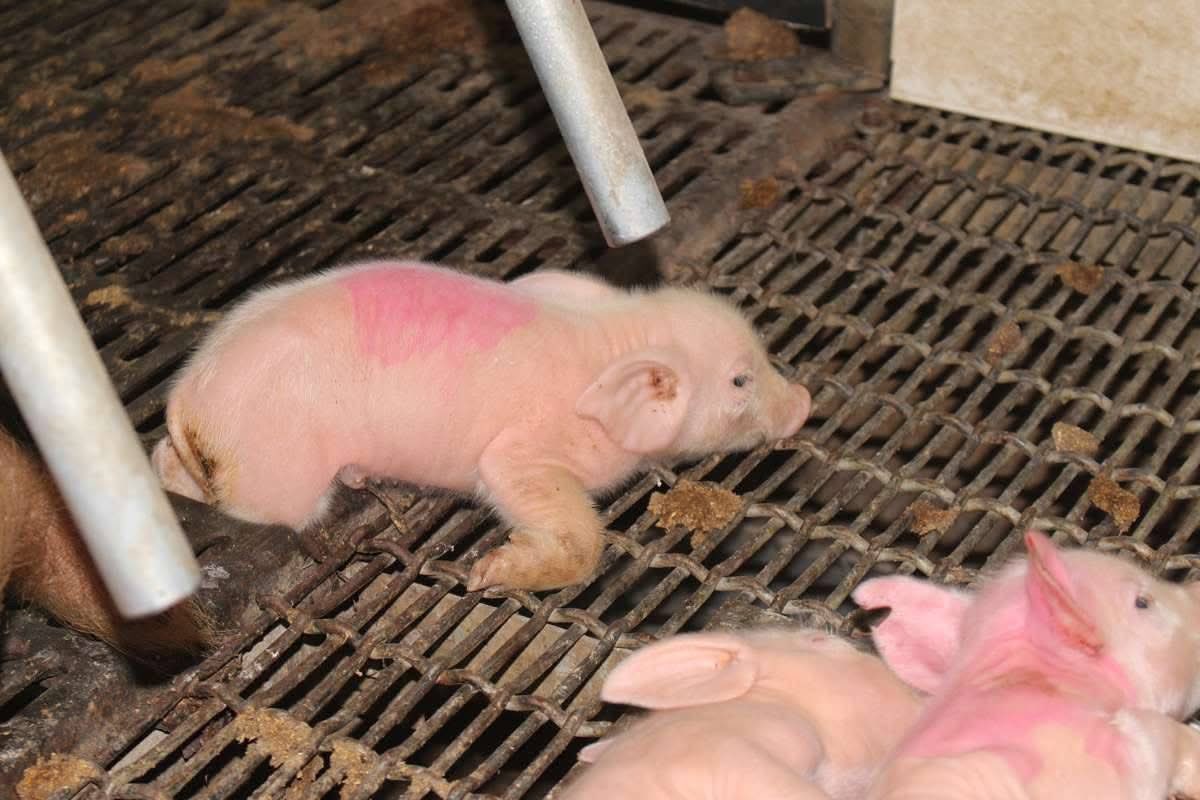ShortnBluntTho's tweet photo. “Meat, eggs, and dairy come only at the price of imprisonment, pain, fear, and death.
How can they be acceptable food for any compassionate human being who is aware of how they are obtained?”
- Norm Phelps https://t.co/U5aefyMvTJ