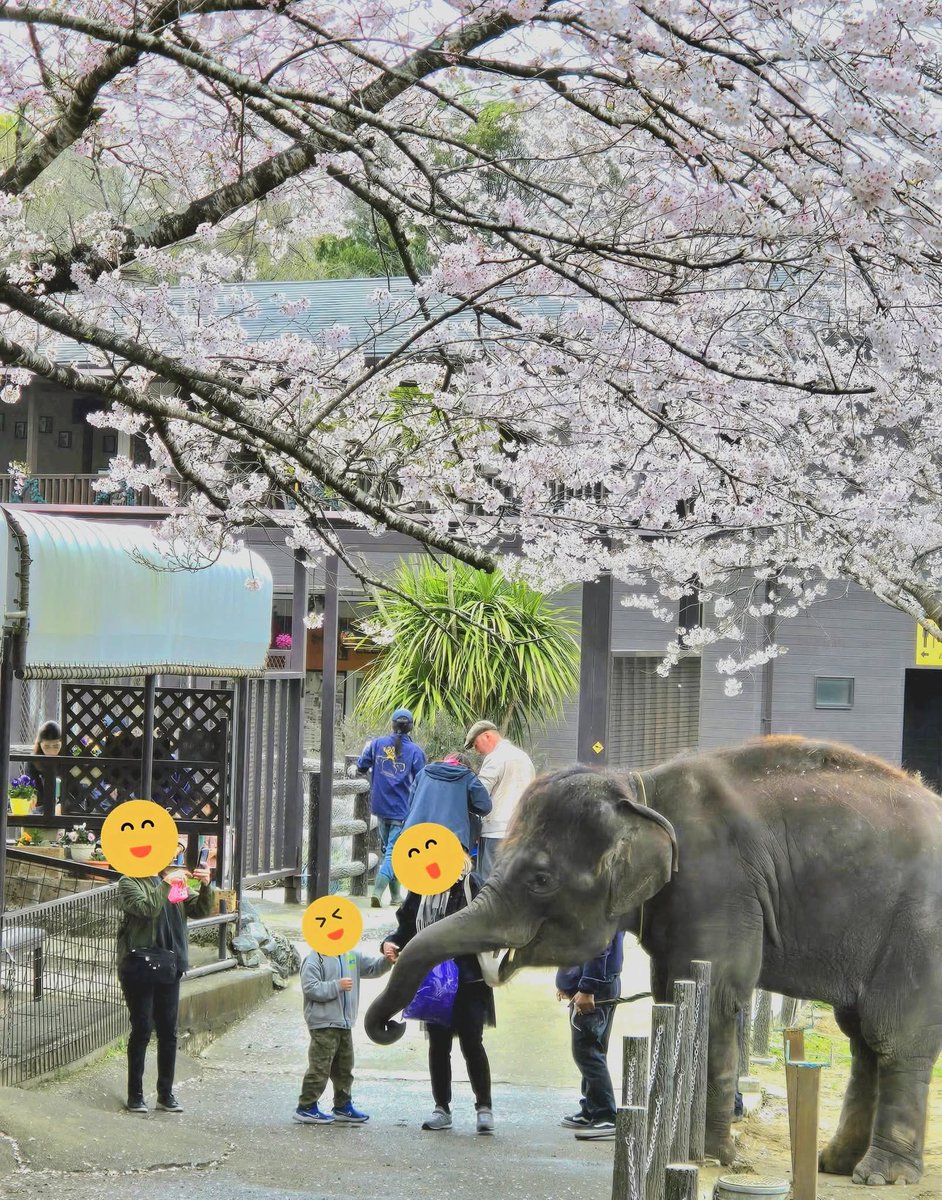 市原ぞうの国・サユリワールド【公式】 tweet media