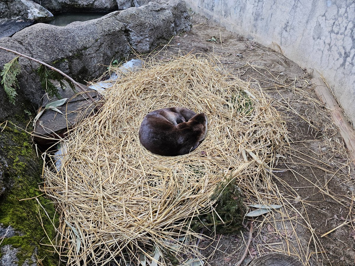 盛岡市動物公園 ZOOMO tweet media
