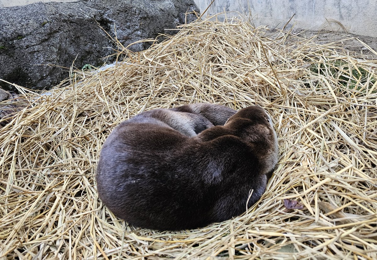 盛岡市動物公園 ZOOMO tweet media