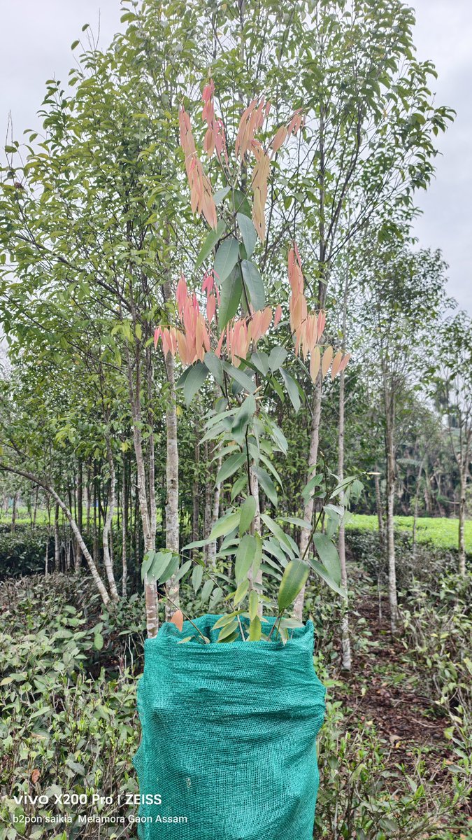 bitupon88900972's tweet image. ৰোপন কৰা নাহৰ পুলিবোৰ বাঢ়িছে 
#PlantATree 
#savetreesavelife 
#savetreesaveearth 
@Mrinal_MLA 
@himantabiswa 
@CMOfficeAssam