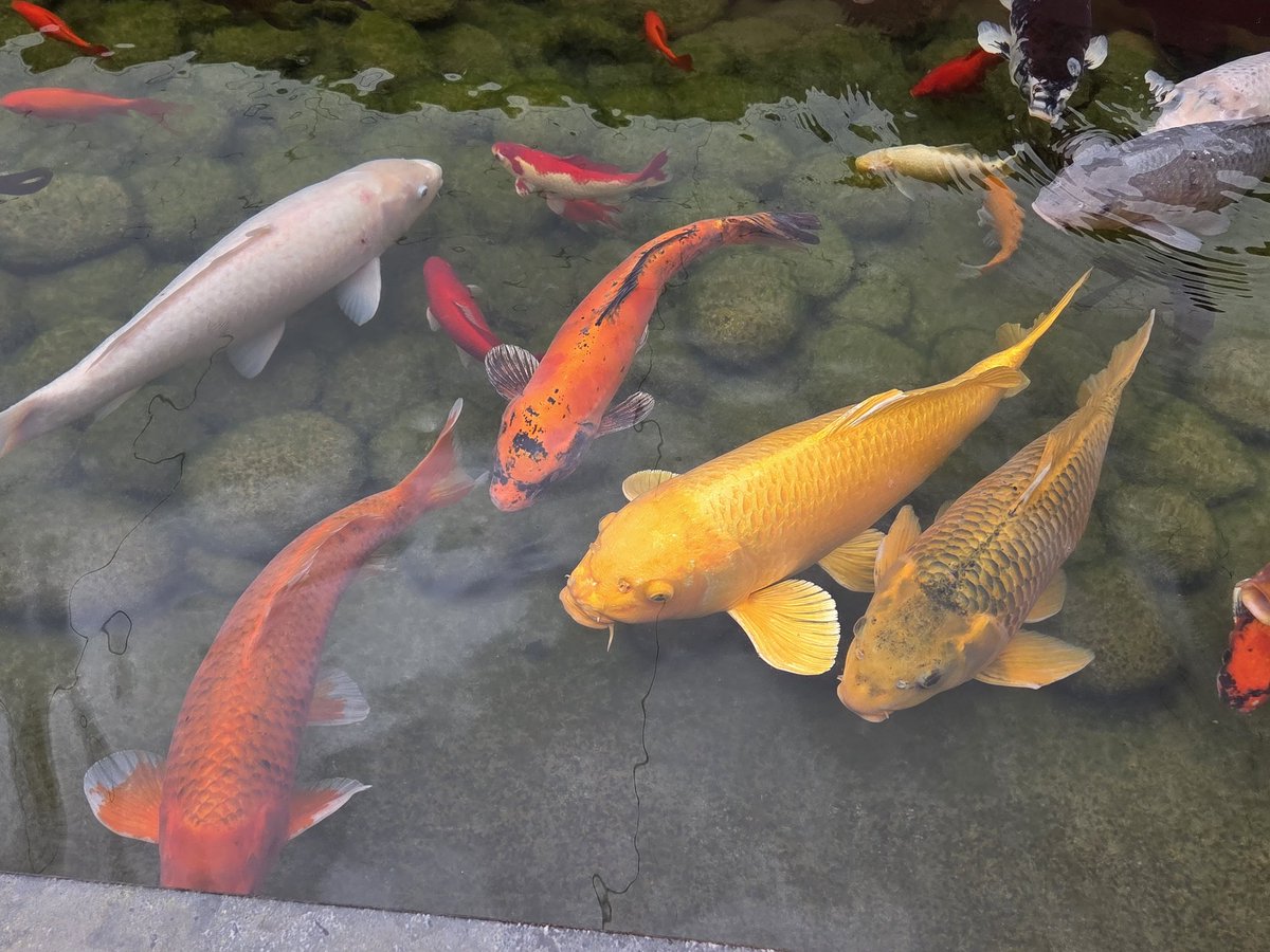 Nicole Conroth 🎹🎶🇧🇪 tweet media