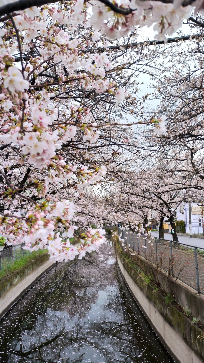 mahoo7771's tweet photo. 桜🌸満開 https://t.co/egeGMlGZUQ