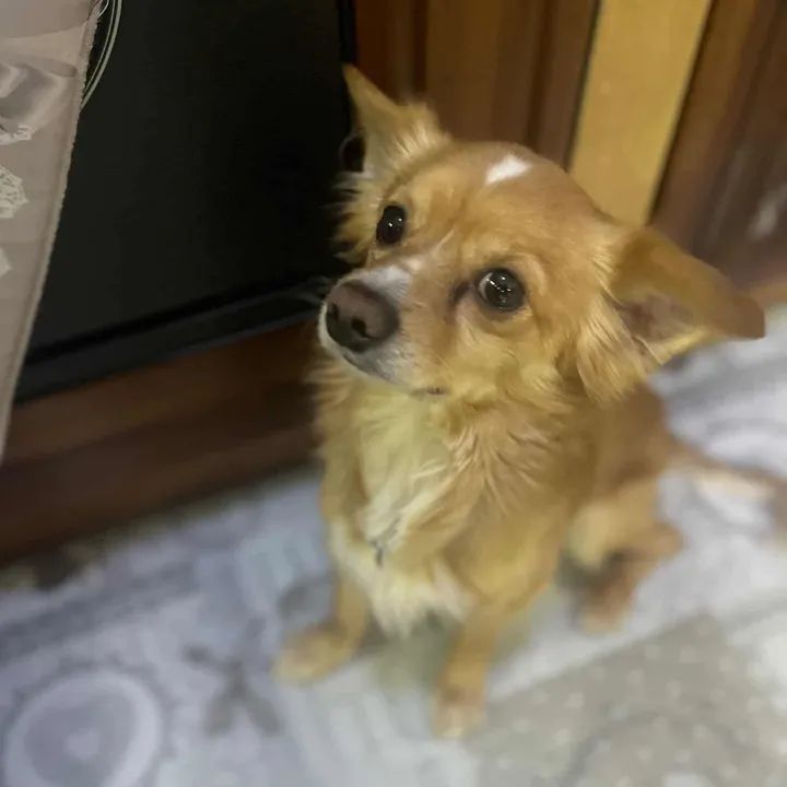 Annalisa Cotrozzi 🇮🇹🇷🇺 tweet media