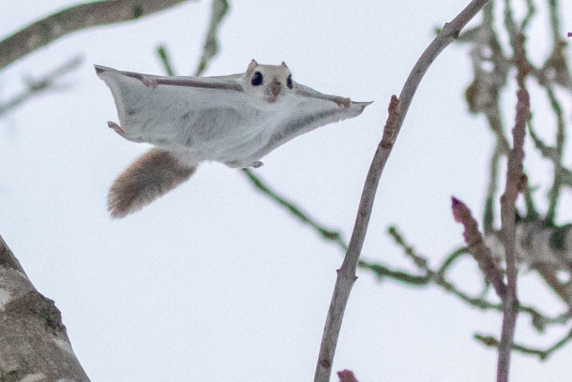 星空音夢 tweet media