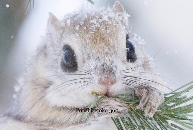 星空音夢 tweet media