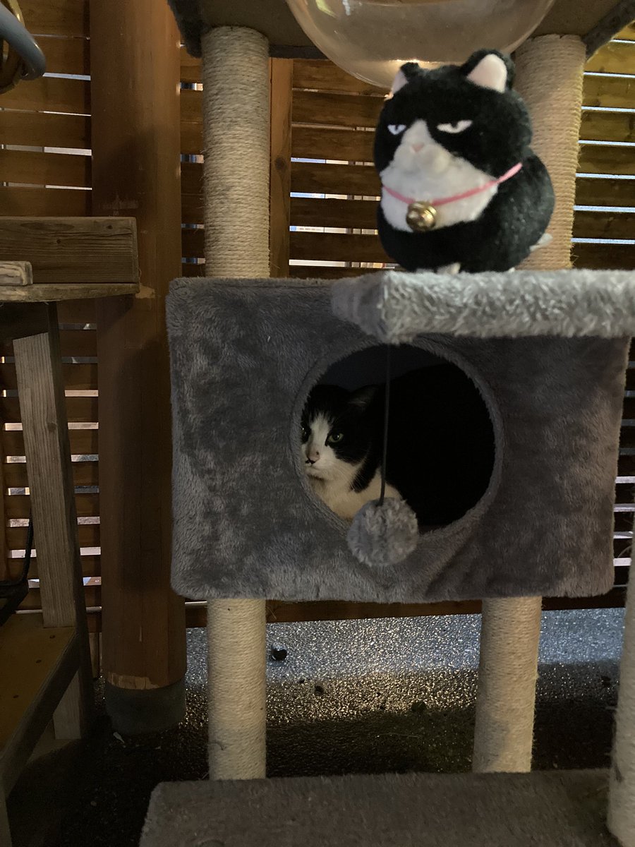 chan😊🐾 tweet media