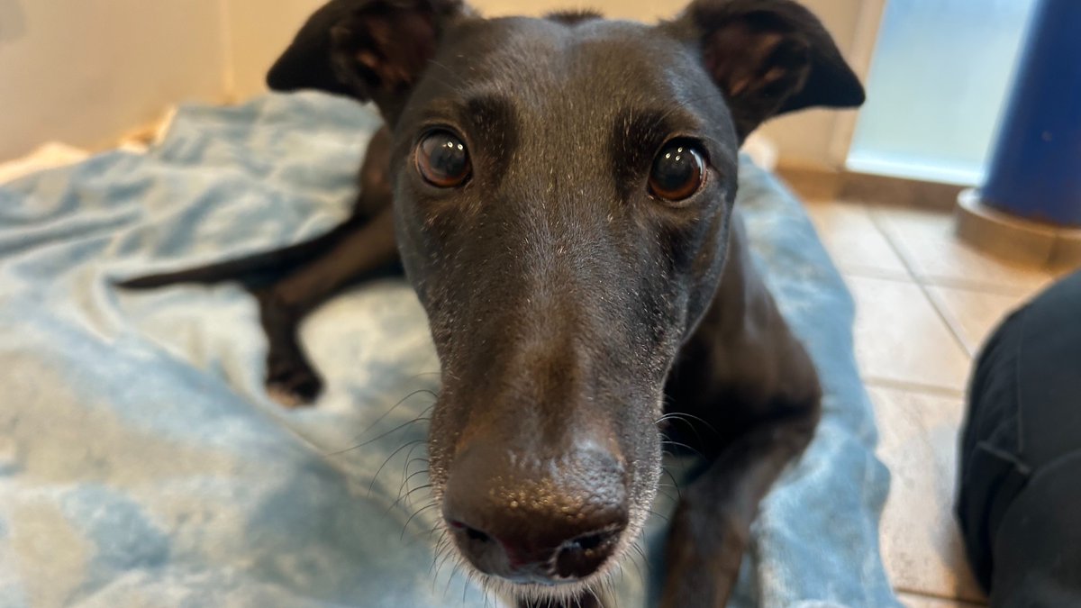 For over 400 days, Charm has been waiting for someone to choose her. 💙

This friendly, playful Greyhound has been overlooked, but she has so much love to give.

Could you be her match? Find out more about Charm here: bit.ly/4bI3oLe 🐾
