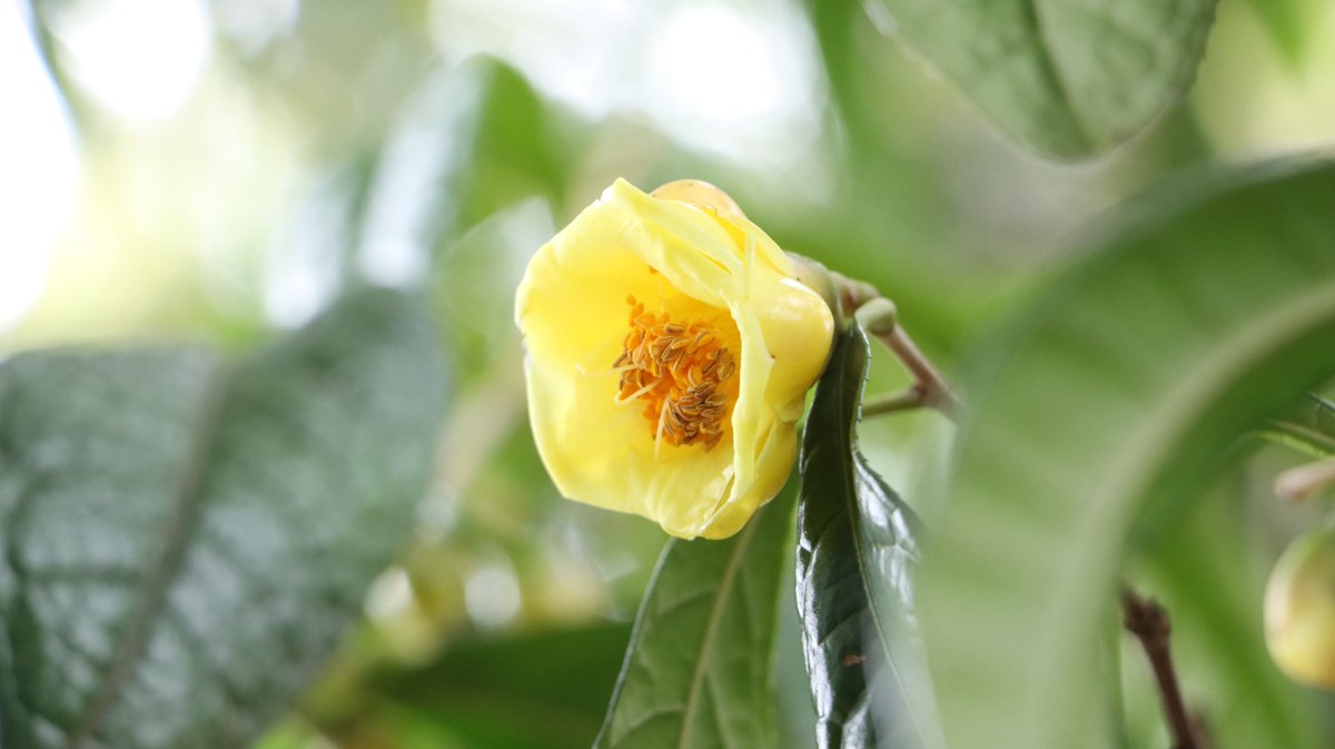 長居植物園 tweet media