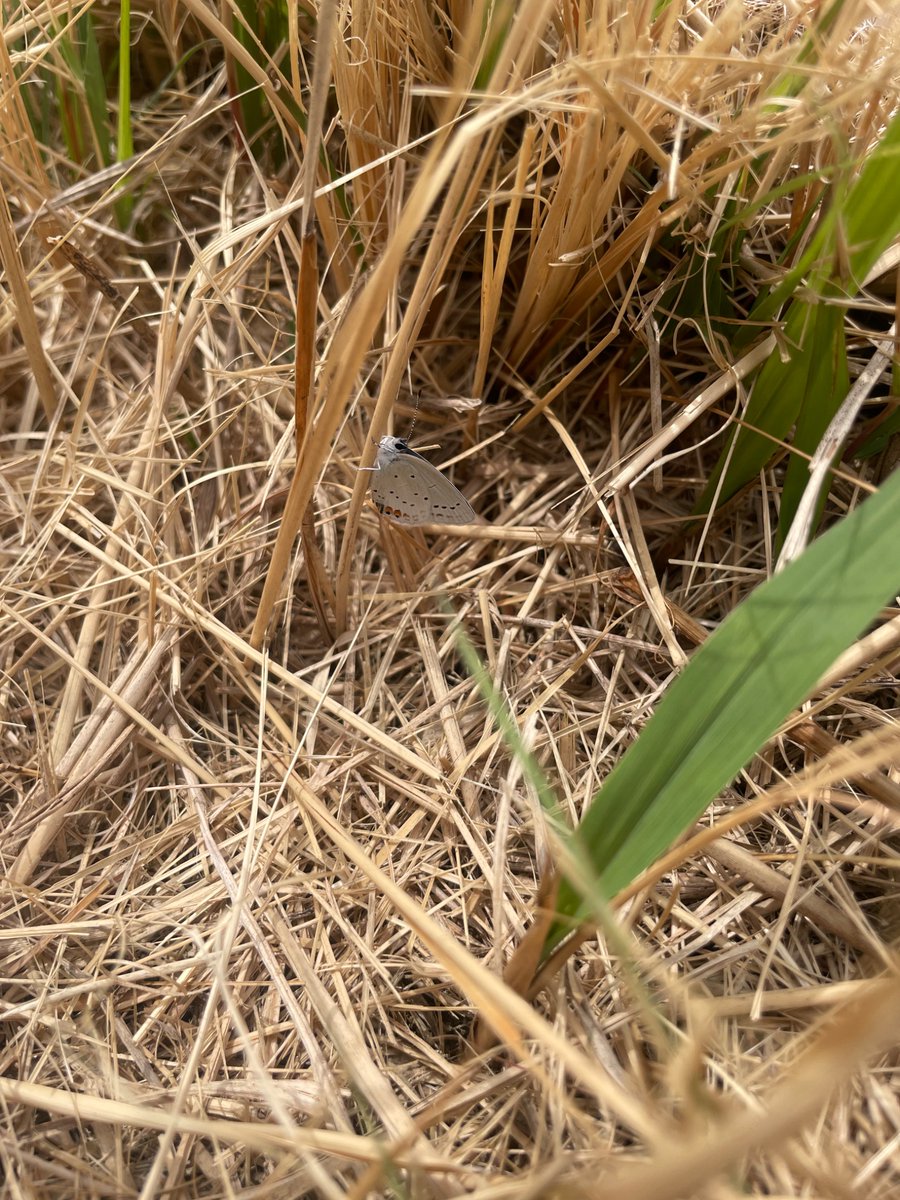 ジョー星詠み☄️ tweet media