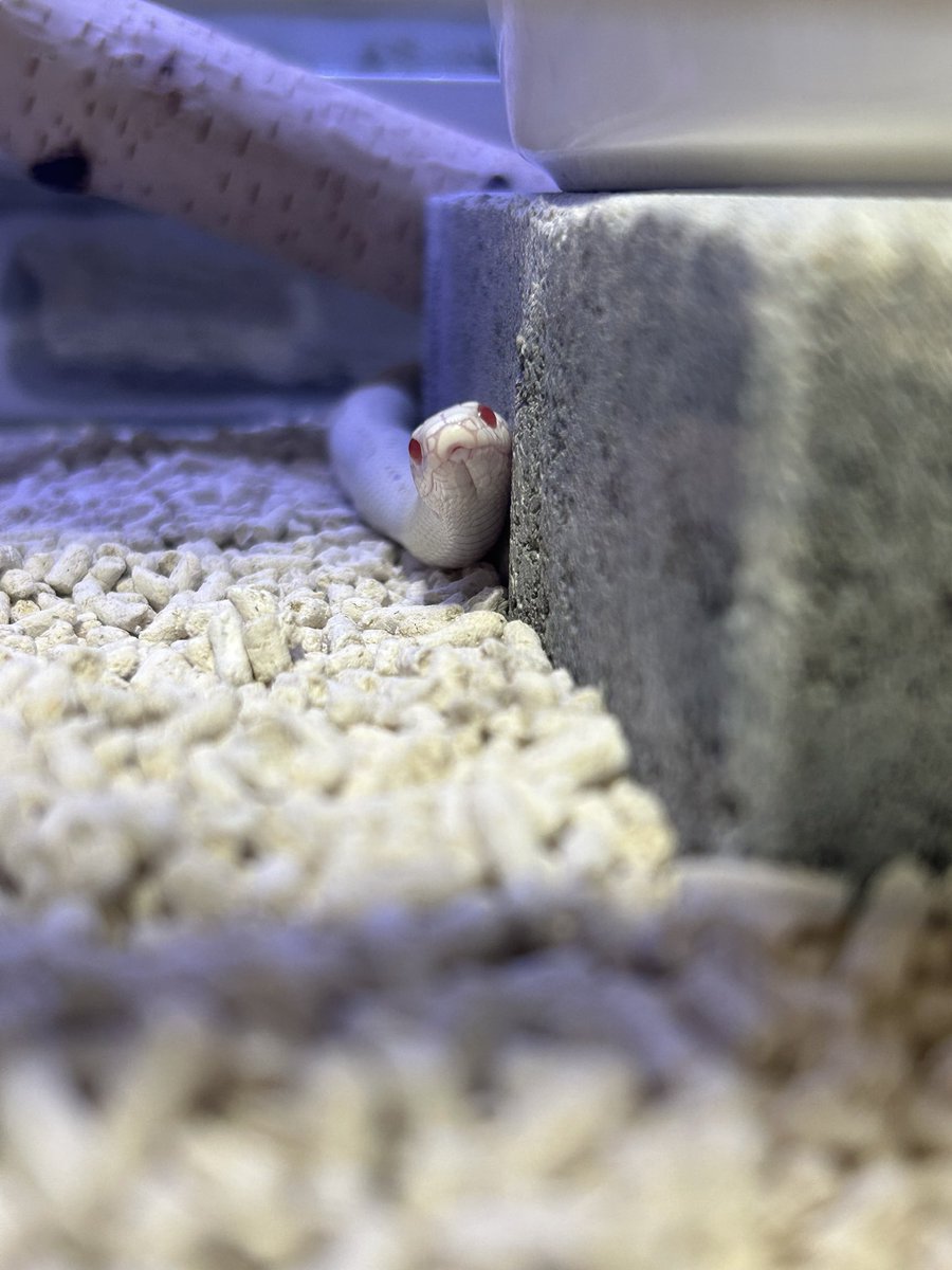 のぢ𓆙ིྀ tweet media