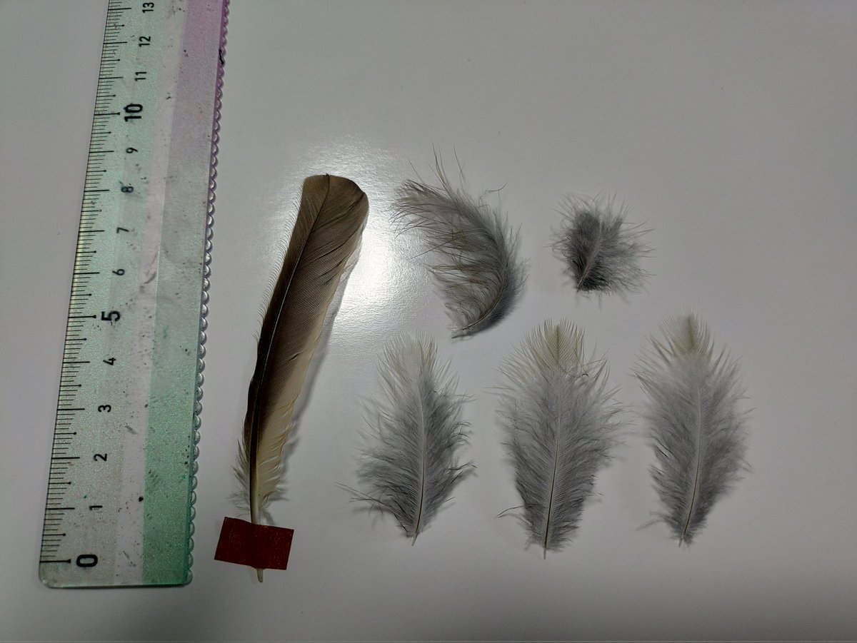 torimini tweet media