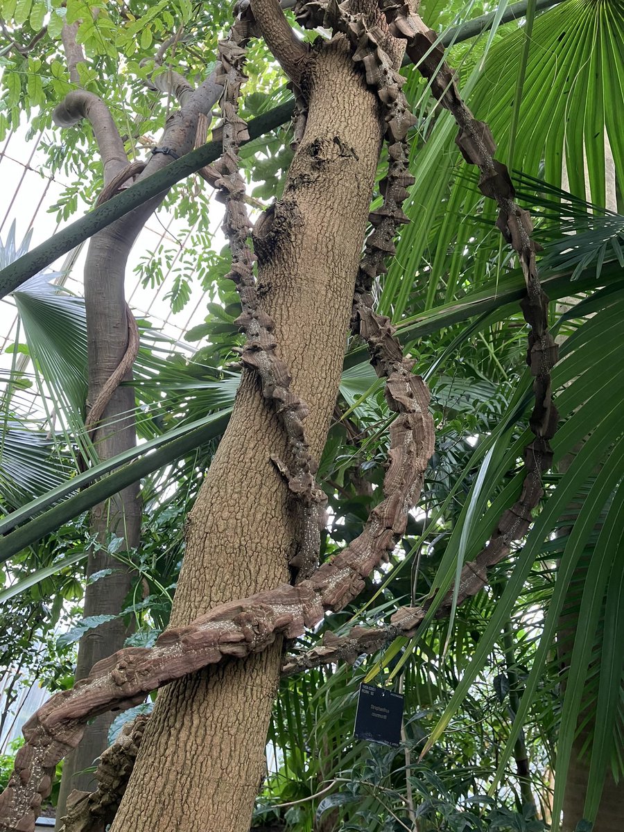 Kew Gardens is basically a paradise. It’s an incredible education.