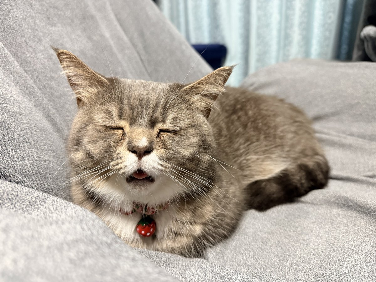 🐾ラム@極短マンチカン🐾 tweet media