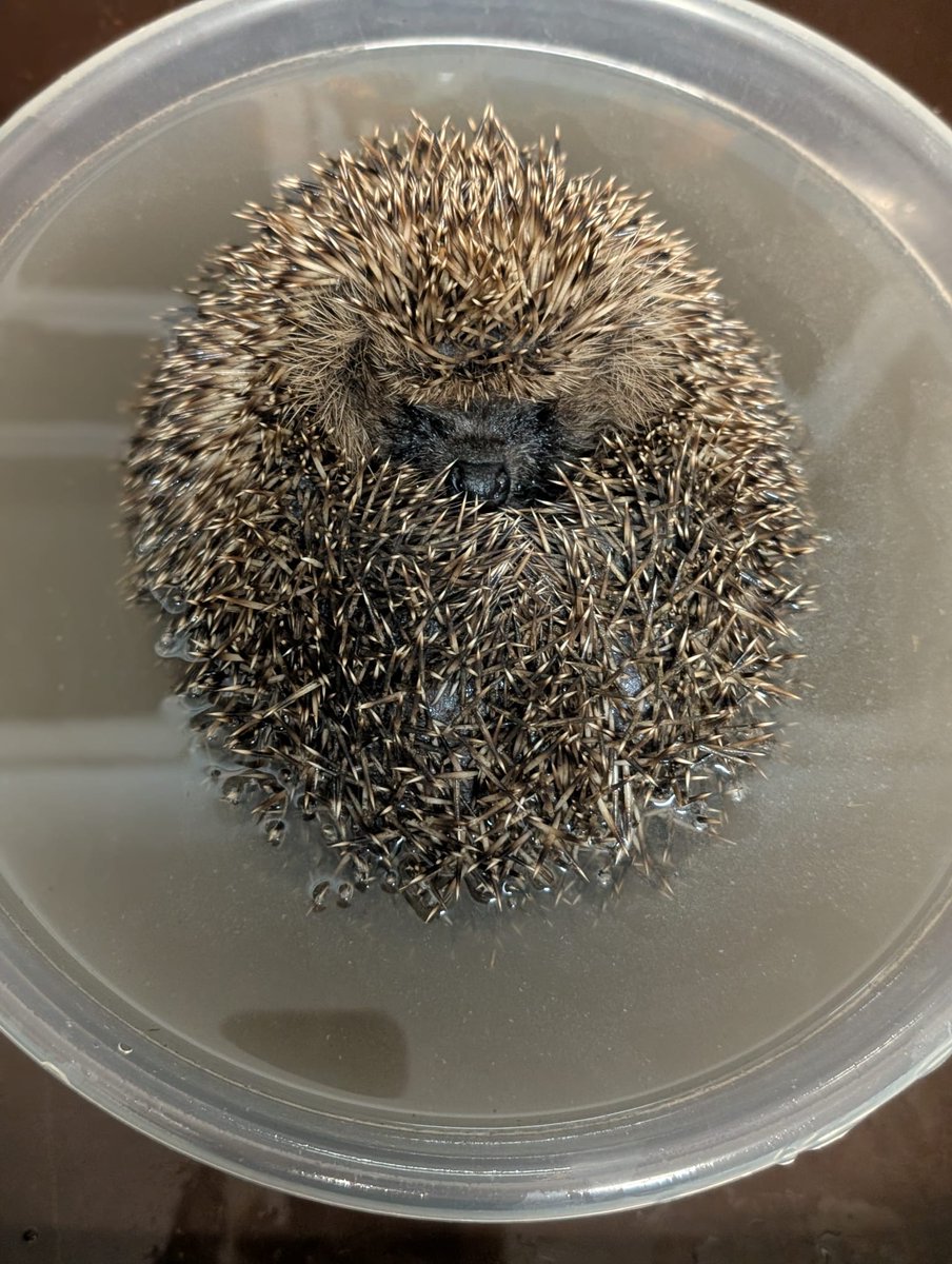 Caerphilly Hedgehog Rescue tweet media