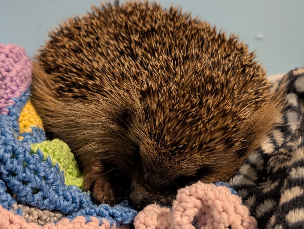 Caerphilly Hedgehog Rescue tweet media