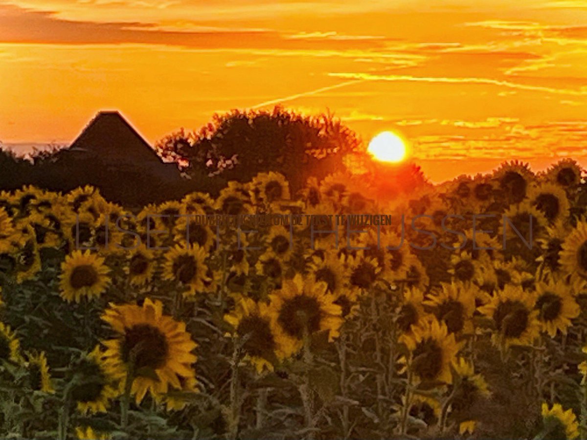 𝕃𝕚𝕤𝕖𝕥𝕥𝕖 𝕋𝕙𝕖𝕚𝕛𝕤𝕤𝕖𝕟 tweet media