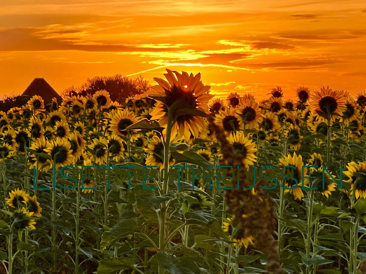 𝕃𝕚𝕤𝕖𝕥𝕥𝕖 𝕋𝕙𝕖𝕚𝕛𝕤𝕤𝕖𝕟 tweet media