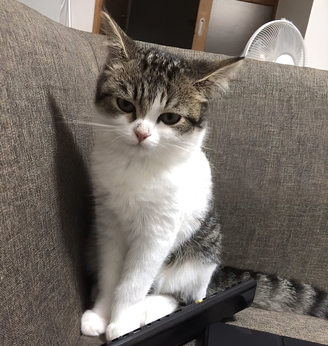 ニコちゃんとこたろう先生とトロとわさび姐さん tweet media