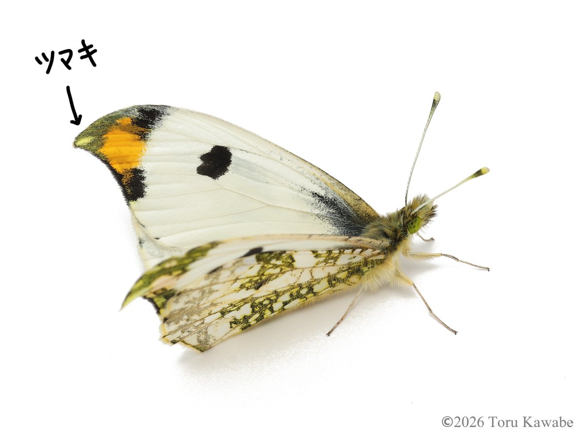 川邊 透 tweet media