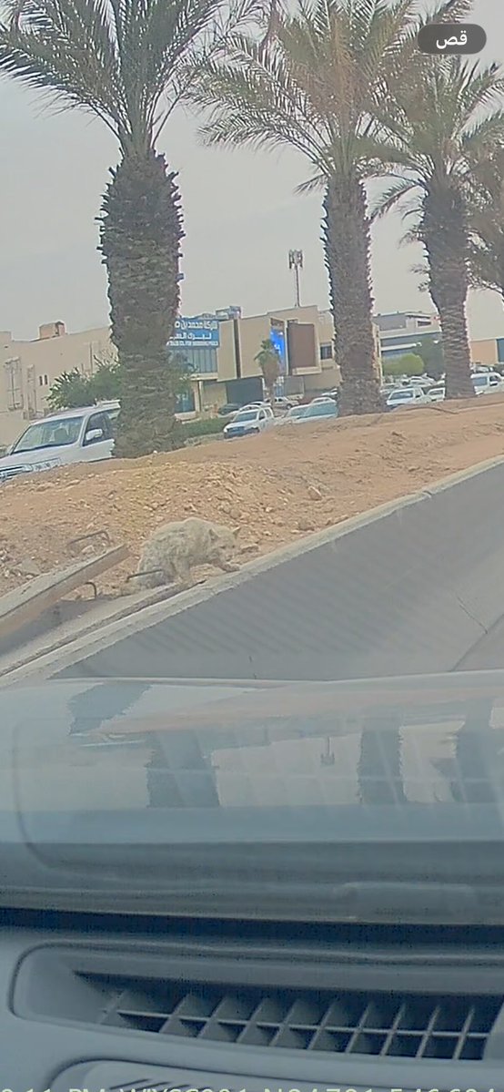 فـوز البقِمي💙🥈 tweet media