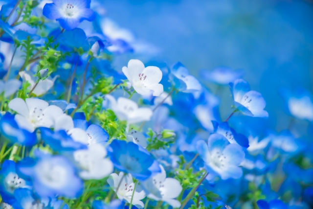 🌸世界の幻想的な花🌸🌼🌷~幻想花~🌸🌼🌷 tweet media