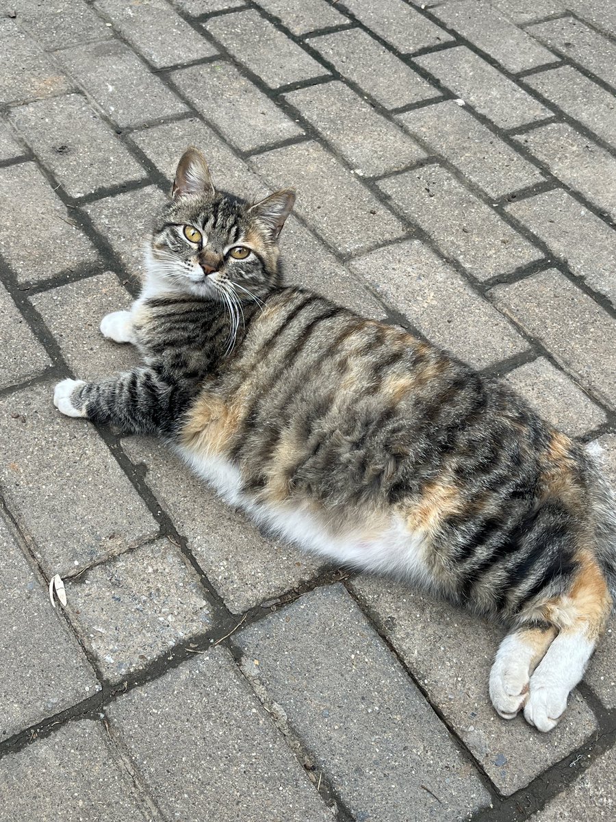 一颗泡芙 tweet media