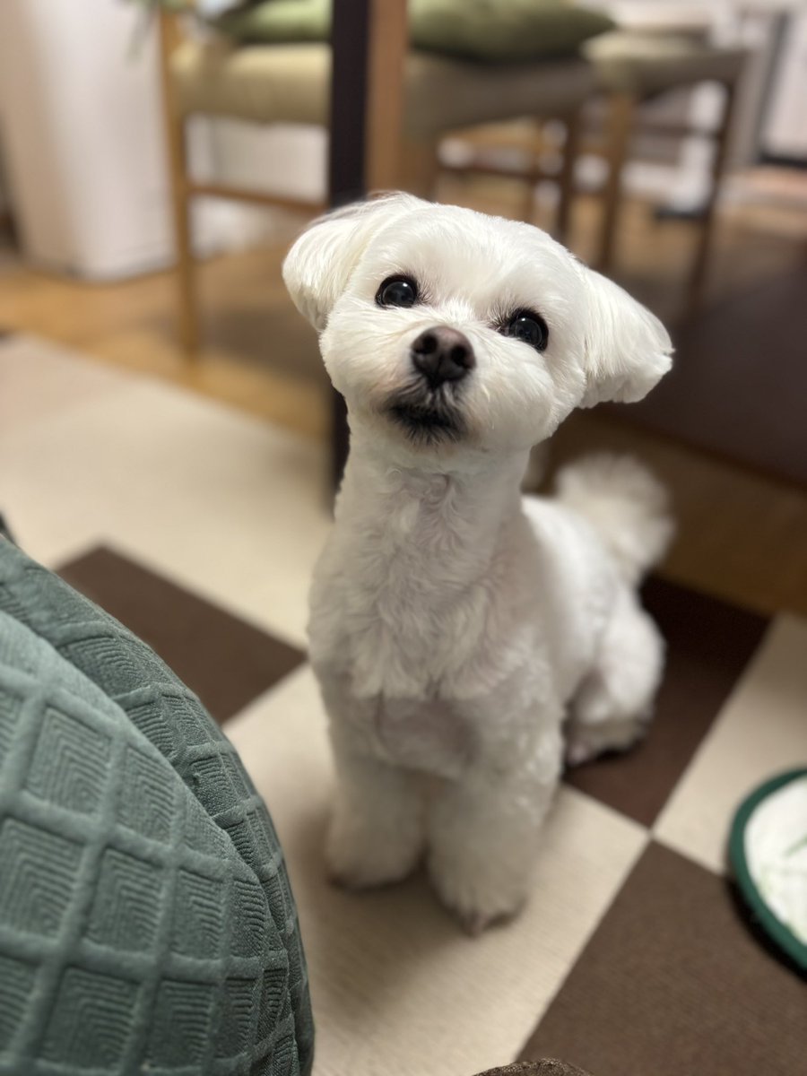 yumechan-mama tweet media