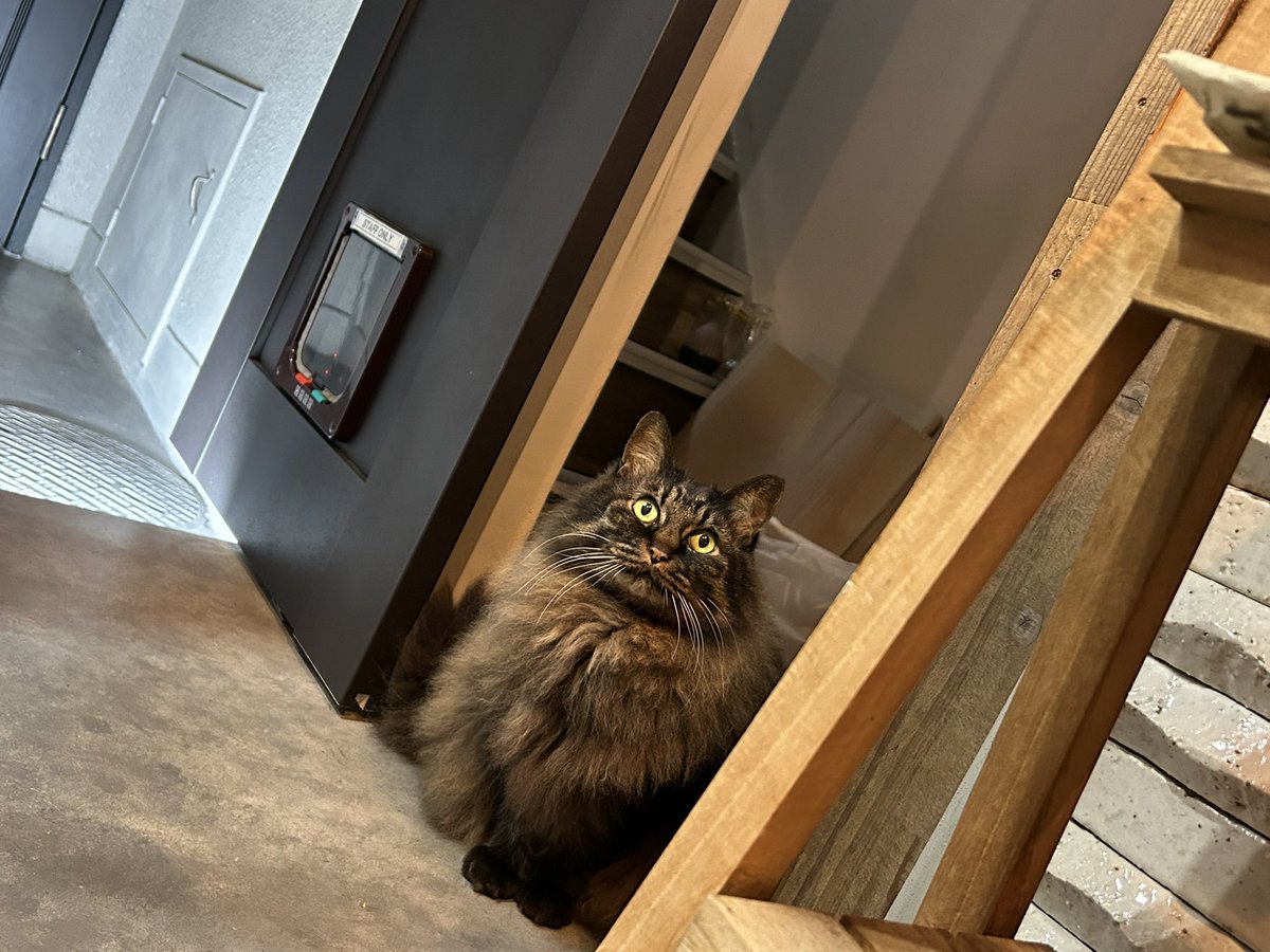 おちゃ tweet media