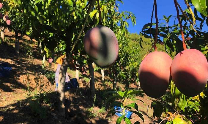 Cooperativas Agro-alimentarias de Andalucía tweet media