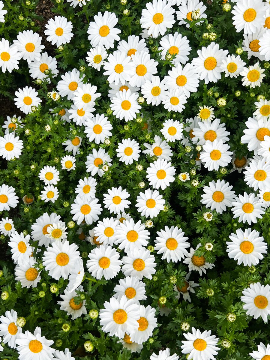 Maki Takano📷 tweet media