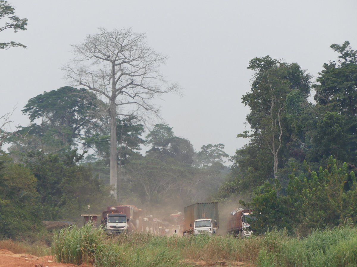 Photos for Trees Kenya🌳 tweet media