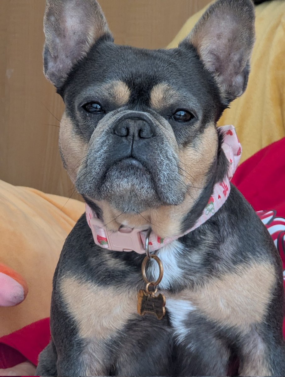 Tori Thaiga🐯🍳✧Foodie VtuberꔫMOE!Liveꔫ tweet media